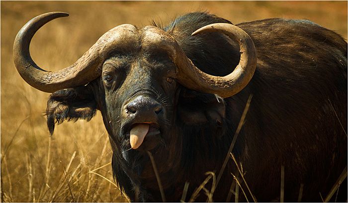 Buffalo — Resilience