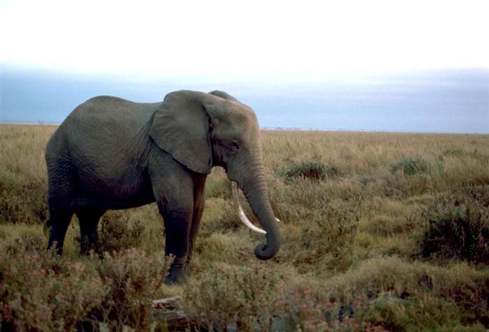 Elephant — Wisdom