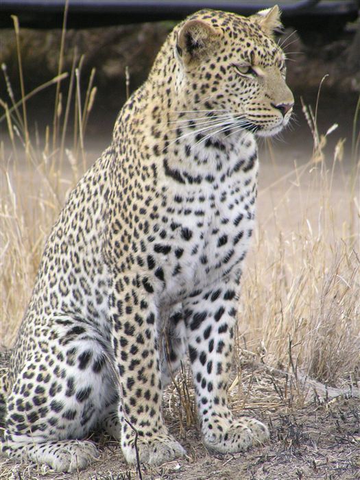 Leopard — Agility
