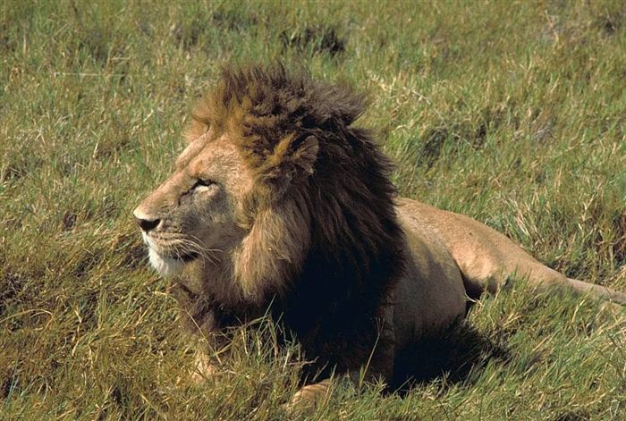 Lion — Leadership