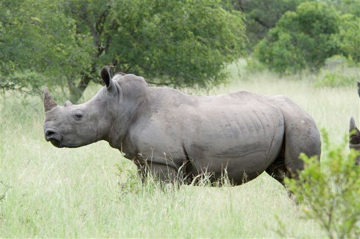 Rhino — Power